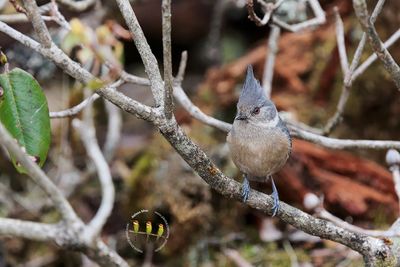 Gray-crested Tit
