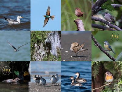 Batumi, Georgia raptor watch - Part II