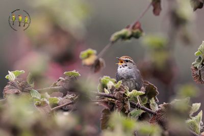 Gray-sided Bush Warbler