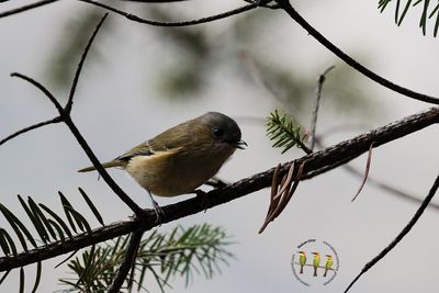 Green Shrike-Babbler