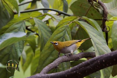 Indian White-eye