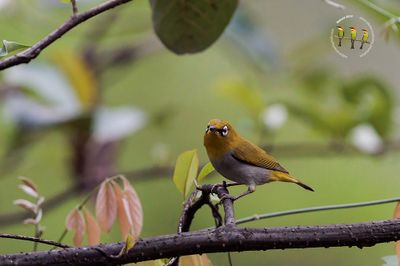 Indian White-eye