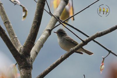 Large-billed Leaf Warbler