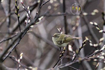 Lemon-rumped Warbler