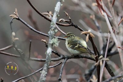 Lemon-rumped Warbler