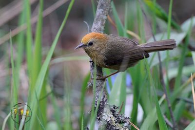 Rufous-capped Babbler