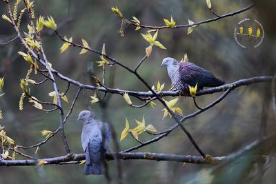 Speckled Wood Pigeon
