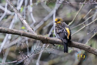 Yellow-rumped Honeyguide