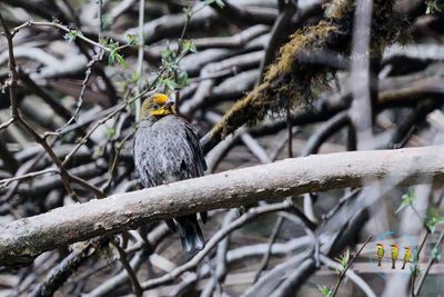 Yellow-rumped Honeyguide