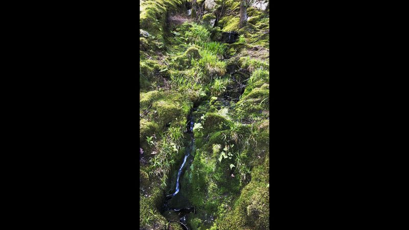 Forest Stream