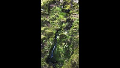 Forest Stream
