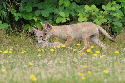 coyote pups