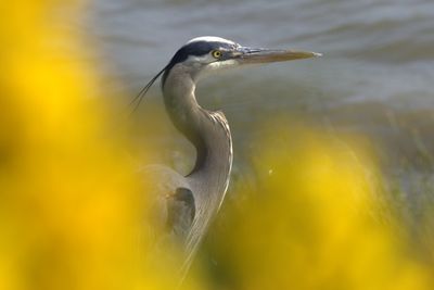 herons