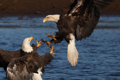 bald eagle