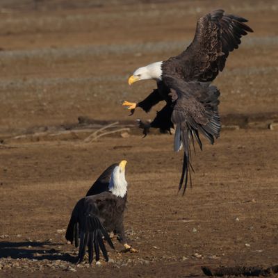 bald eagle