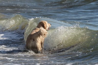 dogs