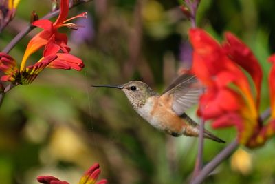 Hummingbird