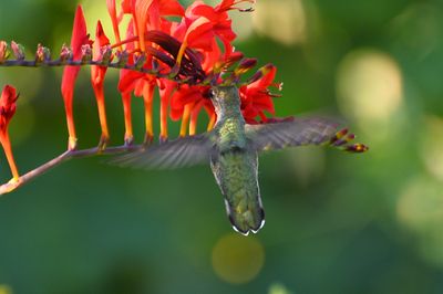 Hummingbird