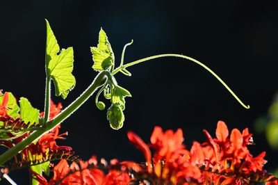 Flora
