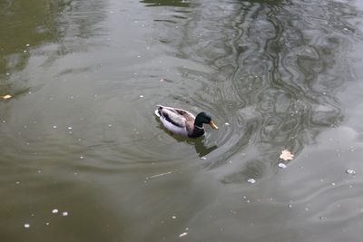 g13/56/5444156/3/173462042.8fd54b8e.JPEG