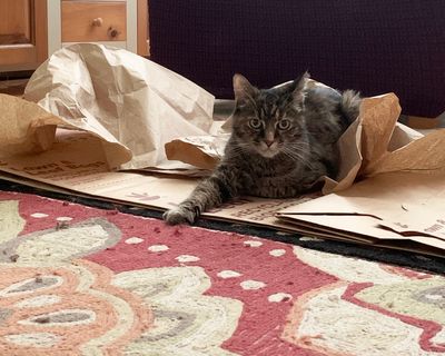 Bella & The Paper Bag