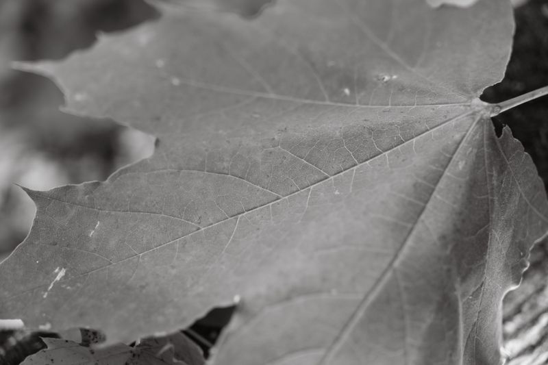 DSCF3897.jpg