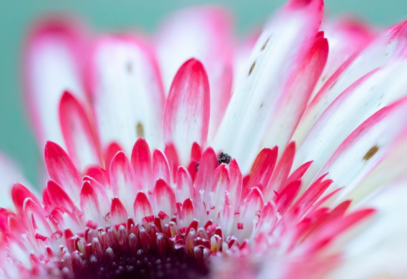 DSCF6001 flower2-Edit stacked.jpg