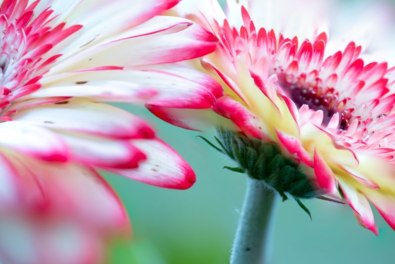 DSCF6001 flower3-Edit stacked.jpg
