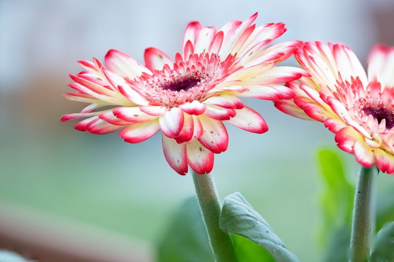 flowers 1 stacked.jpg