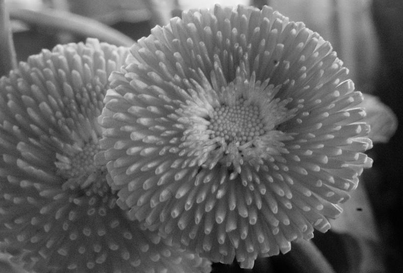 DSCF6111-stacked bw.jpg