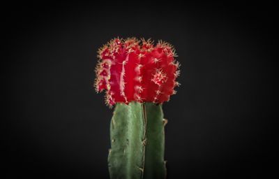 lighting_and_plants