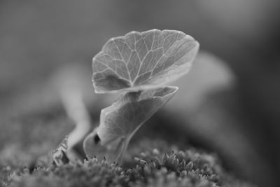 macro_1