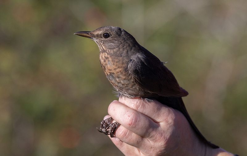 Common Blackbird (Turdus merula)