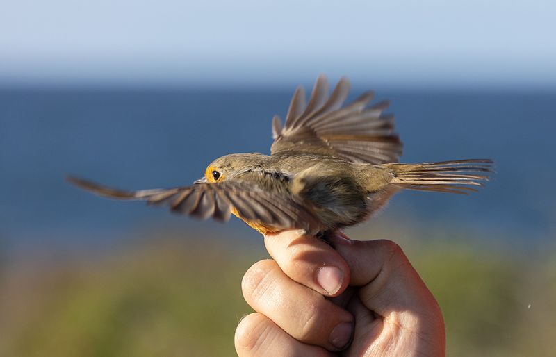 European Robin (Erithacus rubecula)