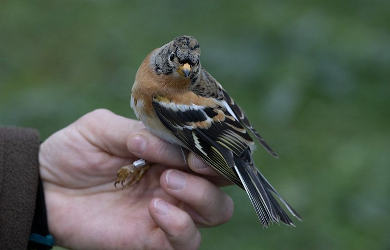 Brambling (Fringilla montifringilla)