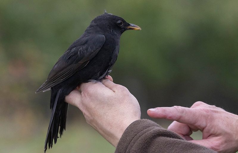 Common Blackbird (Turdus merula)