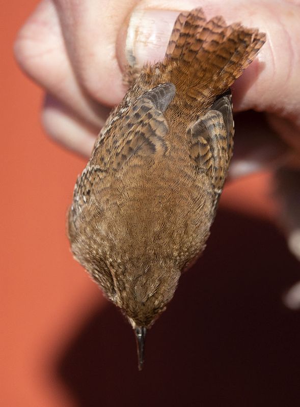 Eurasian Wren (Troglodytes troglodytes)	