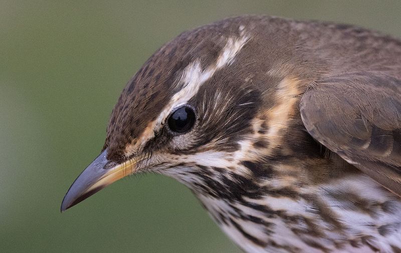 Redwing (Turdus iliacus) 