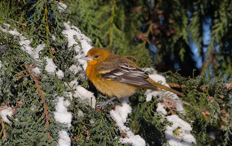 Baltimore Oriole (Icterus galbula) 