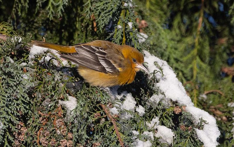 Baltimore Oriole (Icterus galbula) 