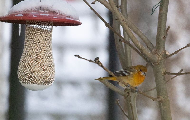 Baltimore Oriole (Icterus galbula)	