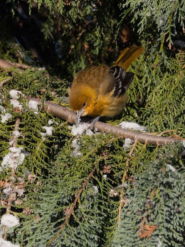 Baltimore Oriole (Icterus galbula) 