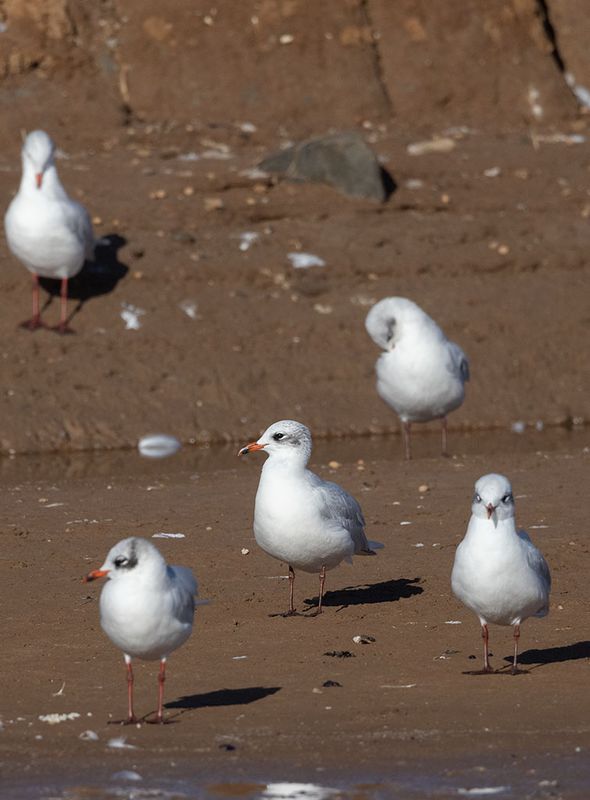 Mediterranean Gull (Ichthyaetus melanocephalus)	