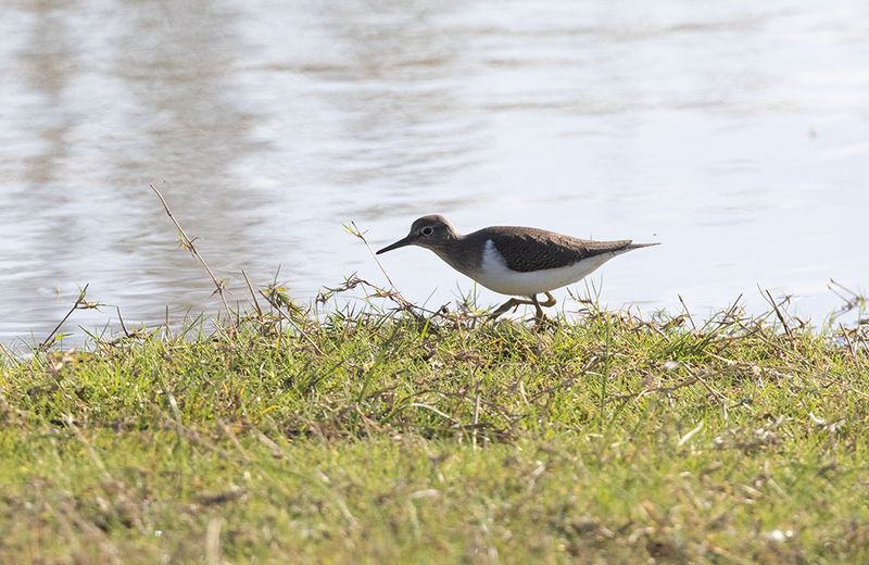 Common Sandpiper (Actitis hypoleucos)