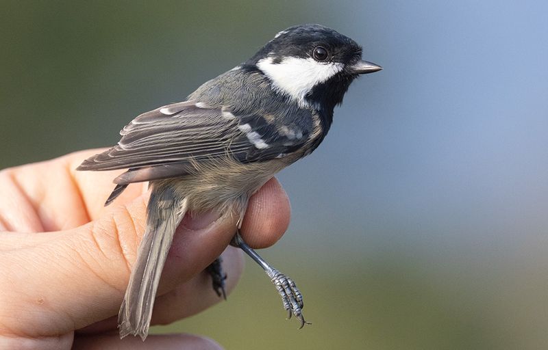 Coal Tit (Periparus ater)