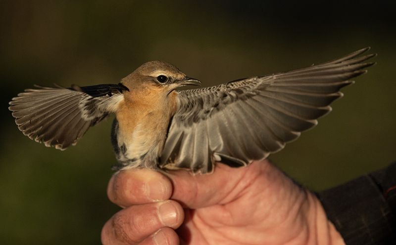 Northern Wheatear (Oenanthe oenanthe)