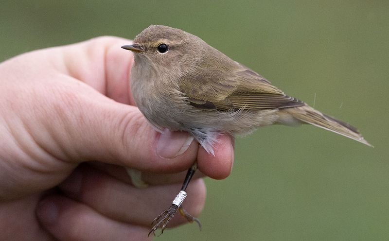 Chiffchaff (Phylloscopus collybita collybita)