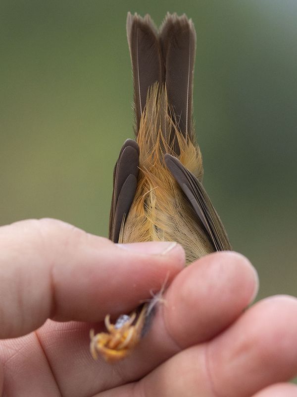 Raddes Warbler (Phylloscopus schwarzi)	