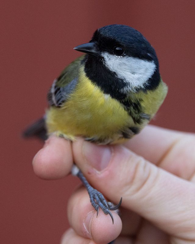 Great Tit (Parus major)