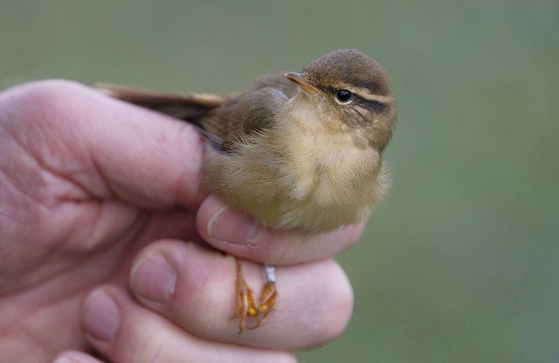 Raddes Warbler (Phylloscopus schwarzi)	